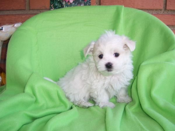 VERDADERAS BELLEZAS DE BICHON MALTES EN 450