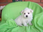 VERDADERAS BELLEZAS DE BICHON MALTES EN 450 - mejor precio | unprecio.es