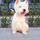 West Highland Terrier (Westy) - mejor precio | unprecio.es
