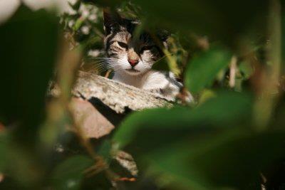 Biografía de Mascotas