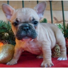 adorables cachorros bulldog francés necesitan amor y atención en las nuevas familias - mejor precio | unprecio.es