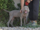 Cachorros Braco de Weimar - mejor precio | unprecio.es