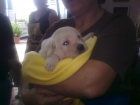 Cachorros de Labradores - mejor precio | unprecio.es