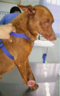 cervante podenco con tres patitas en adopcion sevilla