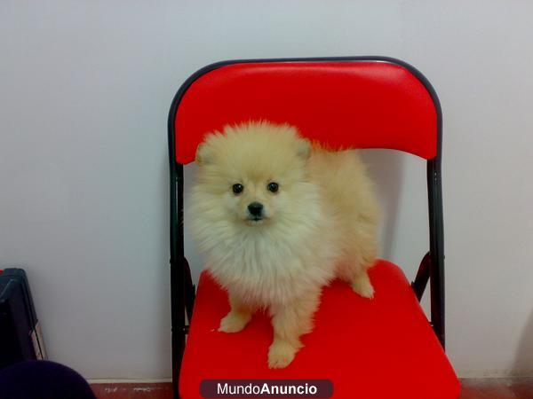 lulu de pomerania. cachorro,perro mascota criadero.