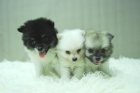 Pomerania ( Blancos ) Preciosos Cachorros - Fotos Reales - mejor precio | unprecio.es
