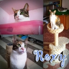 ROXY. Luce colores para enamorar - mejor precio | unprecio.es