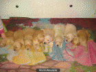 Se vendes preciosos y maravillosos cachorritos de Golden Retriever - mejor precio | unprecio.es