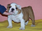 vendo cachorrita de bulldog ingles - mejor precio | unprecio.es