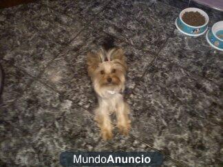 vendo yorky