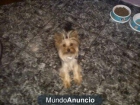 vendo yorky - mejor precio | unprecio.es