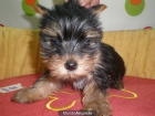 yorki   toy  m - mejor precio | unprecio.es