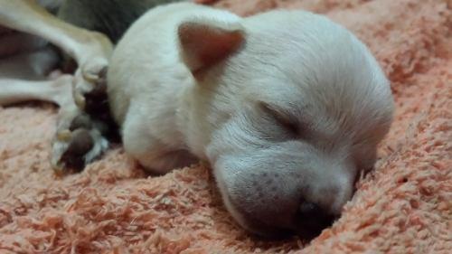 lindos cachorros chihuahueño 100 razo pura de mexico