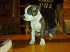 Cachorra american staffordshire - mejor precio | unprecio.es