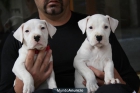 CACHORRO DOGO ARGENTINO - mejor precio | unprecio.es