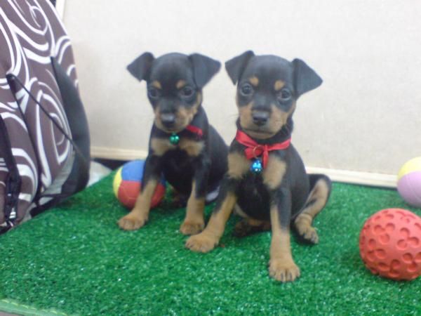 CACHORROS DE PINCHER STANDAR, 490 EUROS