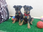 CACHORROS DE PINCHER STANDAR, 490 EUROS - mejor precio | unprecio.es