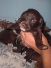 Cachorros de un mes en adopcion - mejor precio | unprecio.es