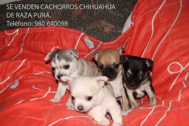 Chihuahuas mini de pura raza