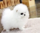 Dos cachorros Pomerania disponibles - mejor precio | unprecio.es