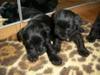 GUAPISIMOS SCHNAUZER MINIATURA NEGROS "REBAJADOS AL MAXIMO"MAGNIFICA OCASION - mejor precio | unprecio.es