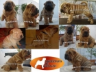 shar peis americanos - mejor precio | unprecio.es