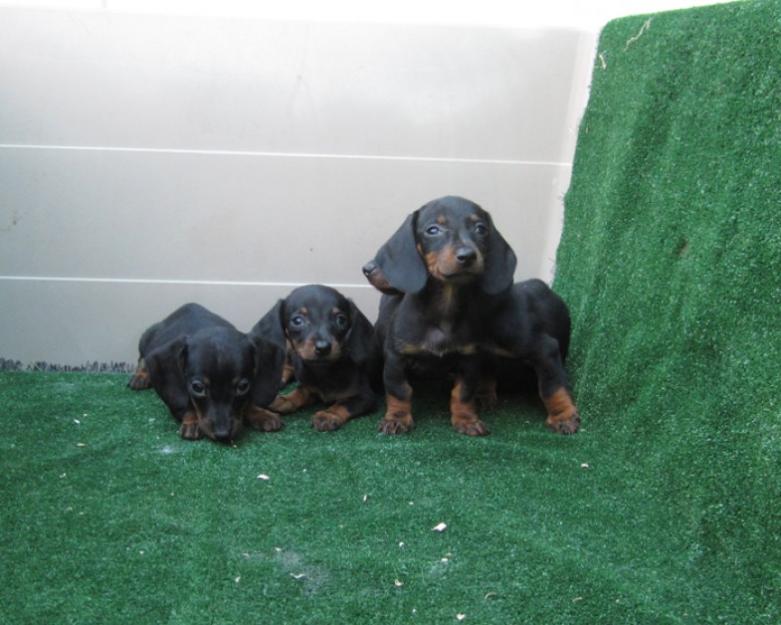 Teckels cachorros de pelo corto en oferta