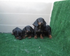 Teckels cachorros de pelo corto en oferta - mejor precio | unprecio.es