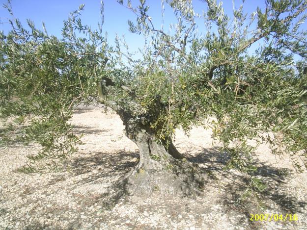 Vendo olivos centenarios