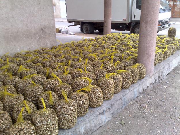 venta caracoles de marruecos  en españa