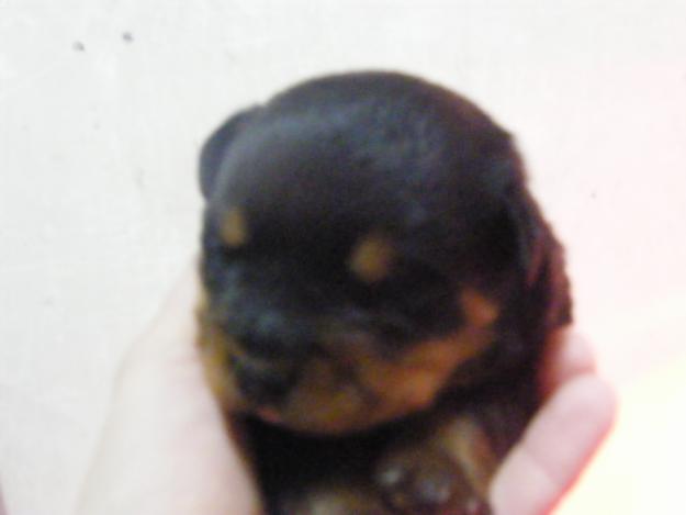VENTA DE CAMADA ROTTWEILER