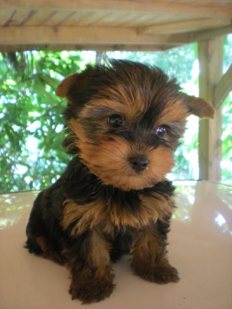 yorkshire terrier  cachorro y cachorrita  muy bonitos de cara en barcelona