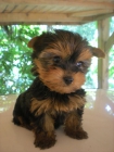 yorkshire terrier cachorro y cachorrita muy bonitos de cara en barcelona - mejor precio | unprecio.es