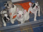 Preciosos cachorros de bulldog francés - mejor precio | unprecio.es