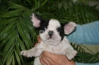 Cachorritos de bulldog frances - mejor precio | unprecio.es