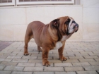 cachorro de 11 meses disponible - mejor precio | unprecio.es