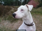 DOGO ARGENTINO EN ADOPCION - mejor precio | unprecio.es