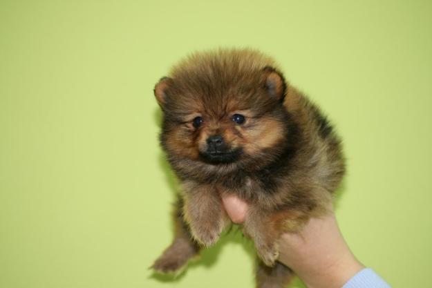 ESTUPENDOS POMERANIAS CON UNA INMEJORABLE CALIDAD