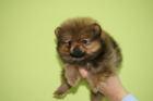 ESTUPENDOS POMERANIAS CON UNA INMEJORABLE CALIDAD - mejor precio | unprecio.es