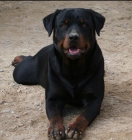 excelente camada de rottweiler - mejor precio | unprecio.es