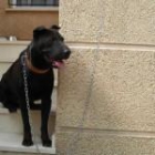 LA PRECIOSA ASIA ESPERA A QUE LA ADOPTES - mejor precio | unprecio.es