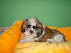 Preciosos shih tzu - mejor precio | unprecio.es