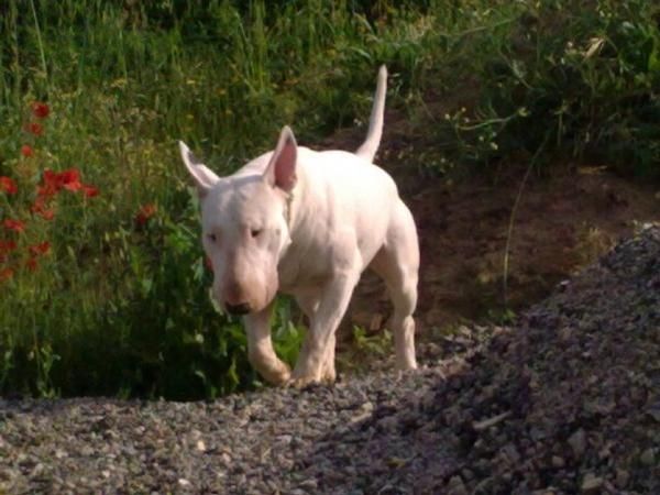 Se ofrece macho Bull Terrier para montas