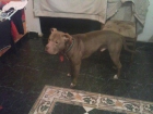 Se venden cachorritos de pitbull. - mejor precio | unprecio.es