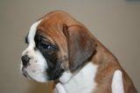 boxer - mejor precio | unprecio.es