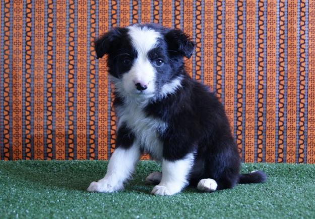 Cachorros de Border Collie