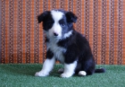 Cachorros de Border Collie - mejor precio | unprecio.es
