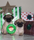 Cachorros de Carlino, los vendo a buen precio - mejor precio | unprecio.es