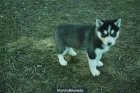 HUSKY CACHORRITOS PRECIOSOS - mejor precio | unprecio.es