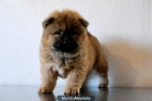 MACHOS & HEMBRAS DE CHOW CHOW , LAS FOTOS QUE MOSTRAMOS SON REALES - mejor precio | unprecio.es